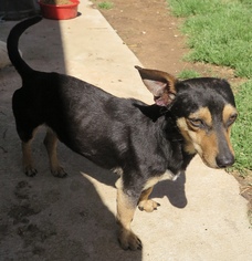Doxie-Pin Dogs for adoption in Prague, OK, USA