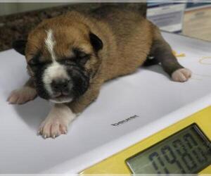 Mutt Dogs for adoption in Thief River Falls, MN, USA