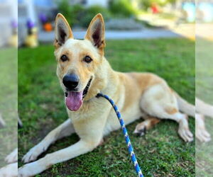 German Shepherd Dog-Unknown Mix Dogs for adoption in Long Beach, CA, USA