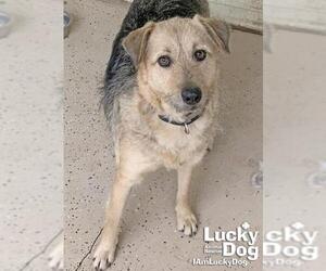 Australian Shepherd-Wheaten Terrier Mix Dogs for adoption in Washington, DC, USA