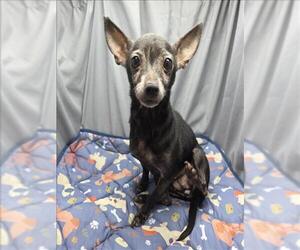 Chihuahua Dogs for adoption in Grovetown, GA, USA