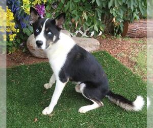 Border Collie-Unknown Mix Dogs for adoption in Oklahoma City, OK, USA