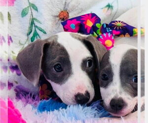 American Pit Bull Terrier-Dachshund Mix Dogs for adoption in Lakewood, CO, USA