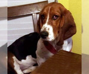 Basset Hound Dogs for adoption in Deepwater, NJ, USA