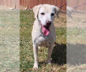 Mutt Dogs for adoption in Wetumpka, AL, USA