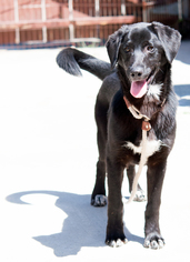 Medium Photo #1 Basset Hound-Unknown Mix Puppy For Sale in San Diego, CA, USA