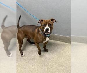 American Pit Bull Terrier-Unknown Mix Dogs for adoption in Las Vegas, NV, USA