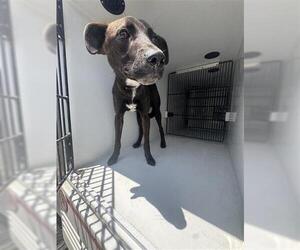 American Pit Bull Terrier-Unknown Mix Dogs for adoption in Houston, TX, USA
