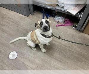 German Shepherd Dog-Unknown Mix Dogs for adoption in Pasadena, CA, USA