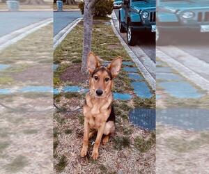 German Shepherd Dog Dogs for adoption in Alexandria, VA, USA