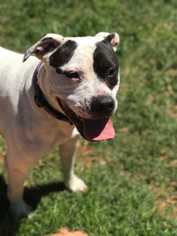 American Pit Bull Terrier Dogs for adoption in Mustang, OK, USA