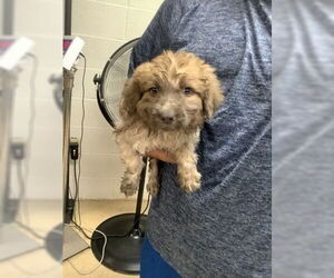 Anatolian Shepherd-Poodle (Standard) Mix Dogs for adoption in Oak Bluffs, MA, USA