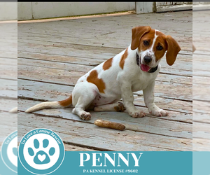 Basset Hound-Unknown Mix Dogs for adoption in Kimberton, PA, USA