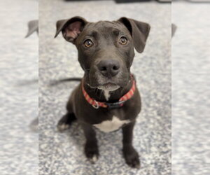 Mutt Dogs for adoption in Bemidji, MN, USA