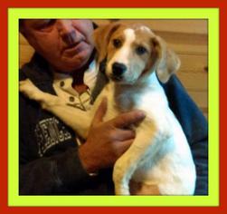 Medium Photo #1 Labbe Puppy For Sale in Arlington, TX, USA