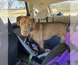 American Pit Bull Terrier-Rhodesian Ridgeback Mix Dogs for adoption in Newcastle, OK, USA