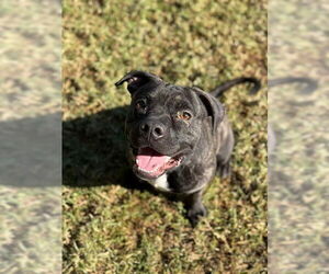 Mutt Dogs for adoption in Riverside, CA, USA