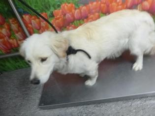 Basset Retriever Dogs for adoption in Henderson, NV, USA
