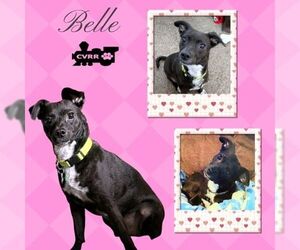 Chihuahua-Unknown Mix Dogs for adoption in Lindsay, CA, USA