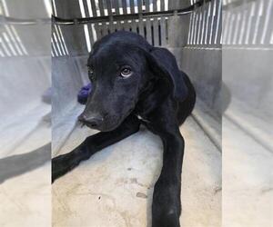 Mutt Dogs for adoption in San Antonio, TX, USA