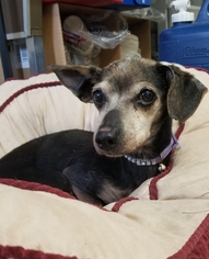 Dachshund-Unknown Mix Dogs for adoption in Whitewater, WI, USA