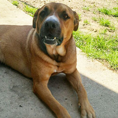Boxer Dogs for adoption in Shreveport, LA, USA