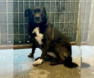 American Pit Bull Terrier-Unknown Mix Dogs for adoption in Woodland, CA, USA