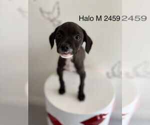 Italian Greyhound-Labrador Retriever Mix Dogs for adoption in Studio City, CA, USA