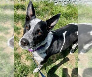 Australian Cattle Dog Dogs for adoption in Waterford, VA, USA