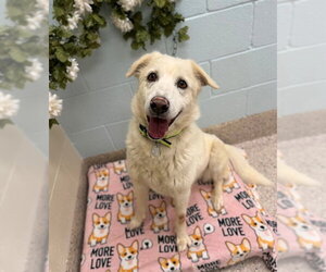Labsky Dogs for adoption in Brighton, CO, USA