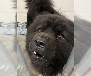 Chow Chow Dogs for adoption in Rosenberg, TX, USA