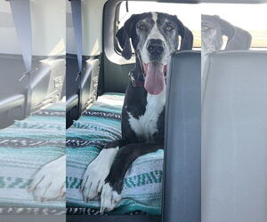 Great Dane Dogs for adoption in Lakewood, CO, USA