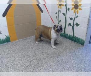 Bulldog Dogs for adoption in San Bernardino, CA, USA