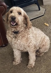 Goldendoodle Dogs for adoption in Sonora, CA, USA