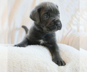 Mastiff Dogs for adoption in Lake Forest, CA, USA
