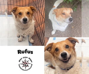 Mutt Dogs for adoption in Princeton, British Columbia, Canada