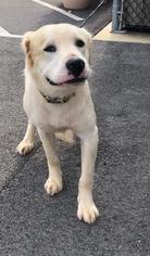 Medium Photo #1 Labrador Retriever-Unknown Mix Puppy For Sale in Winchester, TN, USA