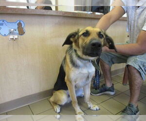 German Shepherd Dog-Unknown Mix Dogs for adoption in Ocala, FL, USA