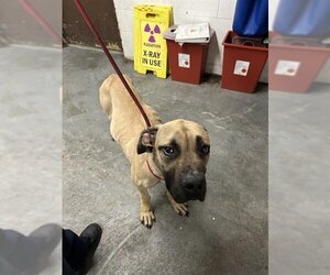 Mastiff Dogs for adoption in Stockton, CA, USA
