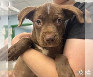 Chesador Dogs for adoption in Washington, DC, USA