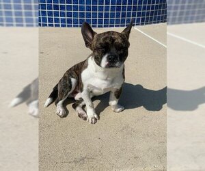 Boston Terrier Dogs for adoption in encino, CA, USA