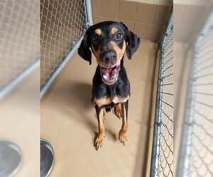 Doberman Pinscher Dogs for adoption in Chula Vista, CA, USA