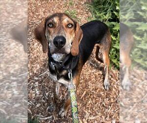 Mutt Dogs for adoption in Waterford, VA, USA