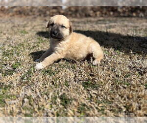 Anatolian Shepherd-Great Pyrenees Mix Dogs for adoption in OKLAHOMA CITY, OK, USA