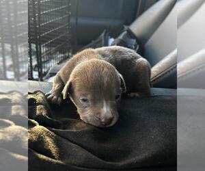 American Staffordshire Terrier-Unknown Mix Dogs for adoption in San Antonio, TX, USA