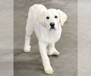Labrenees Dogs for adoption in Genesee, WI, USA
