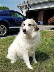 Great Pyrenees Dogs for adoption in Middletown, MD, USA