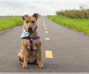 Chinese Shar-Pei-Unknown Mix Dogs for adoption in Saint Louis, MO, USA