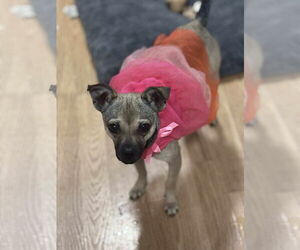 Chihuahua-Unknown Mix Dogs for adoption in Coralville, IA, USA