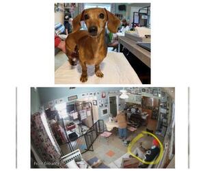Dachshund Dogs for adoption in Benton, LA, USA